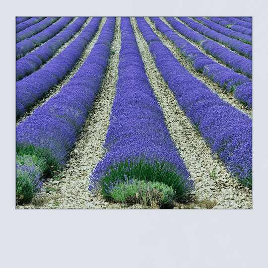 La provence